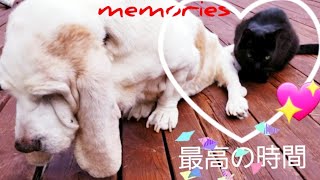 友犬と永遠の別れ！鋭い猫の本能で毛繕いをする(緑内障全盲犬と猫)Lonely Cat