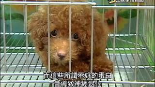 20151001 公視手語新聞 學界研究 寵物犬蛔蟲恐致阿茲海默症