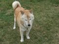 ナイショで食べたかったよね♪（hokkaido dog・saluki）