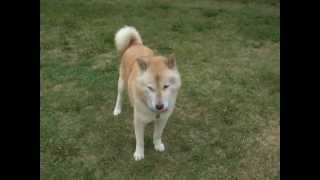 ナイショで食べたかったよね♪（Hokkaido Dog・Saluki）