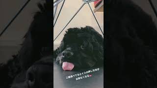 ご飯中イスが動かせなくなる。 #shorts「アメコカひじきとの生活」愛犬と独身男の動画【American cocker spaniel】【甘えん坊】【分離不安】