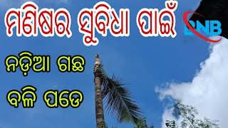 ମଣିଷର ସୁବିଧା ପାଇଁ ନଡ଼ିଆ ଗଛ ବଳି ପଡେ କିନ୍ତୁ ଏହା ଆମ ପାଇଁ ଯେ ll manishra subidha pain nadia gachha bali