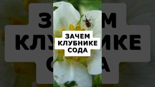 Зачем клубнике сода #дача #огород #сад #клубника