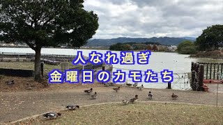 人なれ過ぎのカモ　平池緑地公園