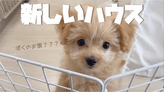 【チワプー】新しいお家を見た反応が可愛すぎた