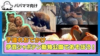 【おとなぷしゅ】伊豆シャボテン動物公園であそぼう！【子連れおでかけ】