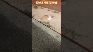 길냥이 시절 첫 만남