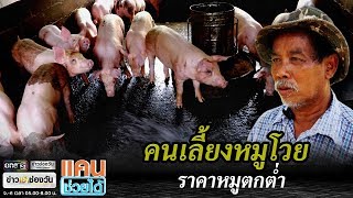 คนเลี้ยงหมูโวยราคาหมูตกต่ำ | แคนช่วยได้ | ข่าวช่องวัน | one31