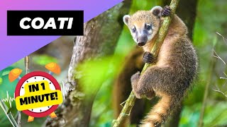 Coati 🦝 Smart, Curious, and Irresistibly Cute! | 1 Minute Animals