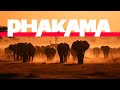 African - Phakama #2024 #afrobeat #afrohouse #music