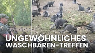 Ungewöhnliches Waschbären-Treffen: Frau ruft 911! | Republic News Deutsch | AO1E