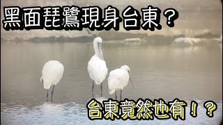 【第十七集】鳥訊快報：黑面琵鷺現身台東！？ feat. 黑琵\u0026白琵