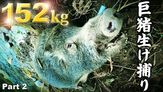 ＃46　【後編】152kgの超巨大猪を生け捕り！【有害鳥獣駆除】 - I captured a huge 156kg wild boar alive!【Part 2/2】