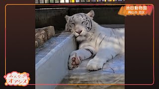 みんなのオアシス・意外に〇〇も大好き！？ホワイトタイガーのサンちゃん（池田動物園）　2022/07/22放送