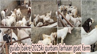 gulabi bakre mashaallah farhaan goat farm 9079858046 #animals #goats