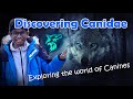 Discovering Canidae: Exploring the world of Canines#animals #canines #dog #educational #science