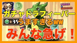 【実況】みんな急げ！ガチャドラフィーバーがスタミナ30払って回せる育成ガチャな件ww【うますぎww】