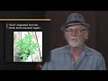 Mel Frank: Your Complete Guide to the Cannabis Plant / Ganjier Course Preview