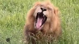 Skorro Male Lion aka Buddy Jr Sighting | 20 January 2024