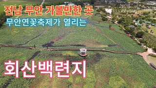 제27회 무안연꽃축제 (7.25~7.28) 동양최대 회산 백련지에 황토 맨발길도 생겼다.