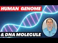 Human Genome Project  The Dna Molecule Explained