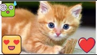 cat meow - cats meowing - cute kittens meowing - cat meowing video - funny cat videos 2019