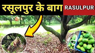 Rasulpur village aam ke baag | रसूलपुर गांव में आम के बाग | rasulpur village mango tree |