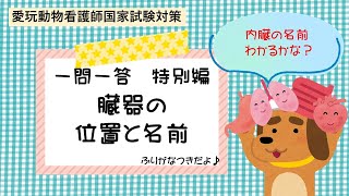 【愛玩動物看護師】特別編　内臓の位置と名前