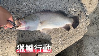 【前打】鱸魚之亂2！再次咬不停！哀嚎的釣竿！