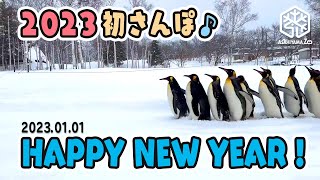 【旭山動物園】今年も一歩一歩♪❄️🐧🐧🐧HAPPY NEW YEAR キングペンギン2023初散歩(1/1) [Asahiyama Zoo] King penguins taking a walk.