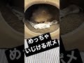 パパに怒られて反省中のポメ