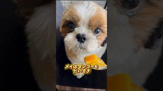 食べていい？の顔がかわいい犬　#dog #shihtzu #shorts #fyp #vlog #trend #シーズー #犬 #癒し