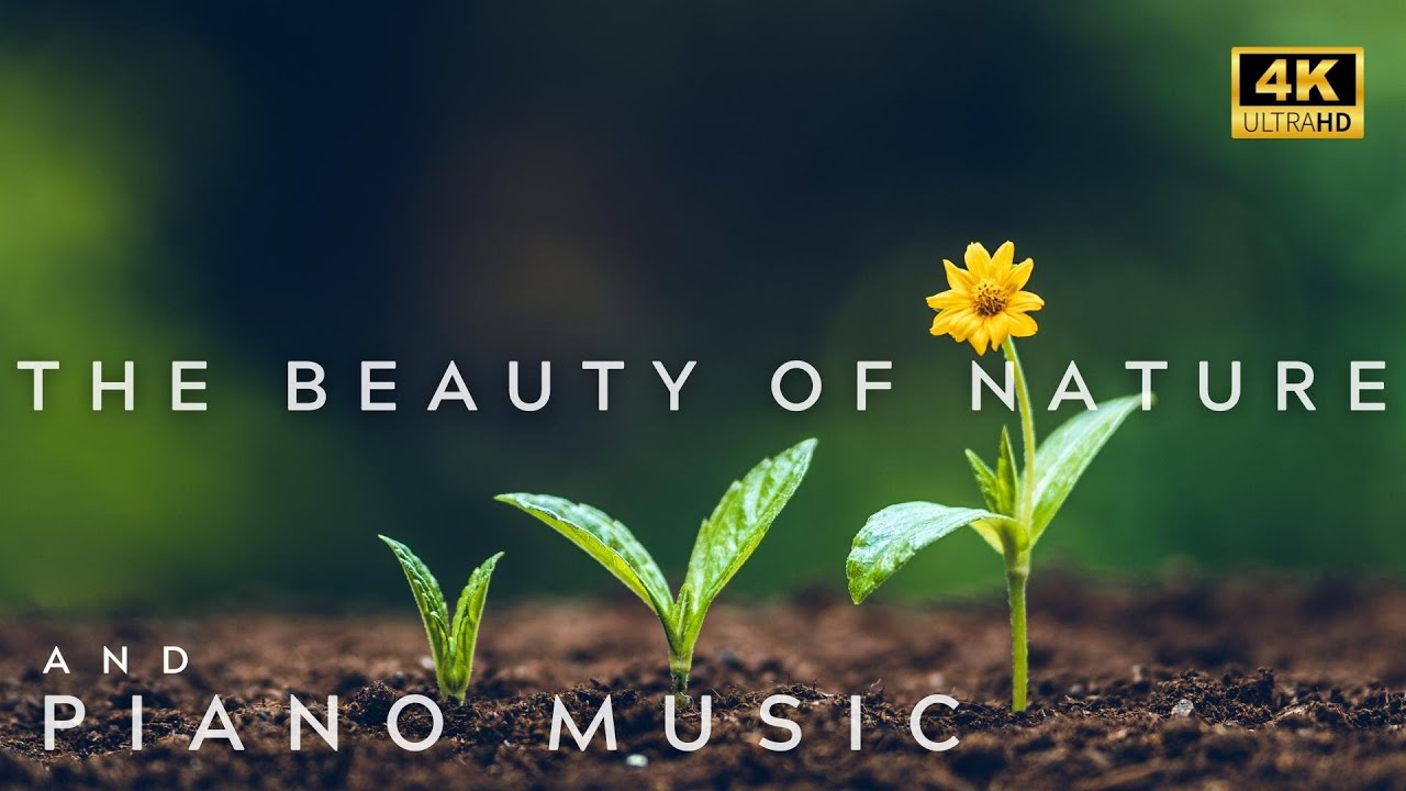 4k Relaxing Piano Music And The Beauty Of Nature With Nature Sounds