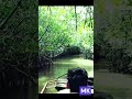 Pichavaram Mangrove forest