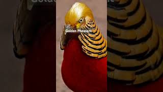 Golden Pheasant is renowned for the male's vibrant plumage, featuring a golden-yellow crest.