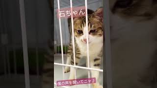 #おちゃねこ八女 #福岡県八女市 #保護猫 #猫の日#shorts