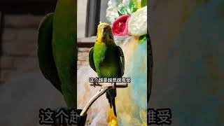 #潮流星创计划#年轻人养宠图鉴#音乐 #birds #parrot