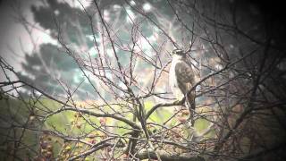 神奈川県の野鳥：オオタカの成鳥(2011-12-22_104211(1).m2ts)