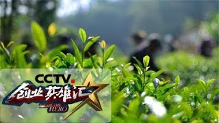 《创业英雄汇》 20180126 王沁：茶树新品种产业化 | CCTV财经