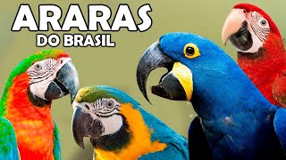 ARARAS do BRASIL (Todas as espécies) \