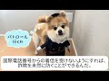 一日警察ワンちゃんによる詐欺防止アドバイス【国際電話による特殊詐欺が増加中！！】