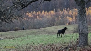 AV Silvania Cinegetic-Vânătoare la mistreţi- 15 nov 2015