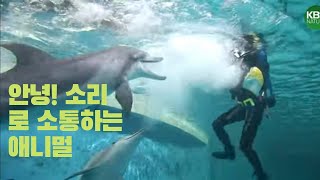 소리로 표현하는 동물들이 있다 🐋🐬🐳 | Animals that express with sound