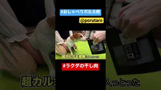 【しゃべる犬】ラクダの干し肉#shorts #いぬ #ジャックラッセルテリア