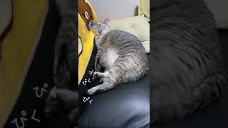 ぴくぴくしすぎて心配になる猫#shorts #猫 #保護猫