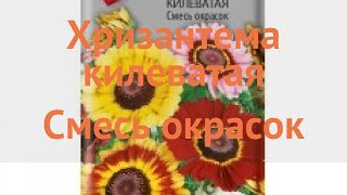 Хризантема обыкновенная Килеватая Смесь окрасок 🌿 обзор: как сажать, семена хризантемы