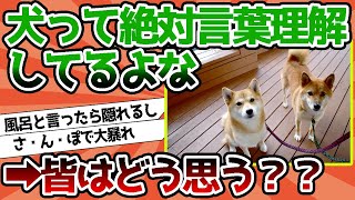 【2ch動物スレ】犬って絶対言葉わかってるよな