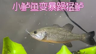 毛哥养鲈记 |  从小鱼苗到暴躁猛鱼， 鲈鱼是如何一步步变得暴躁的？