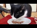 🍙👅cat asmr｜ウェットフードを食べる猫＆食後のグルーミング【咀嚼音】 166