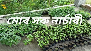 মোৰ সৰু নাৰ্চাৰী